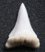 Žraločí zub –  Carcharhinus carcharias